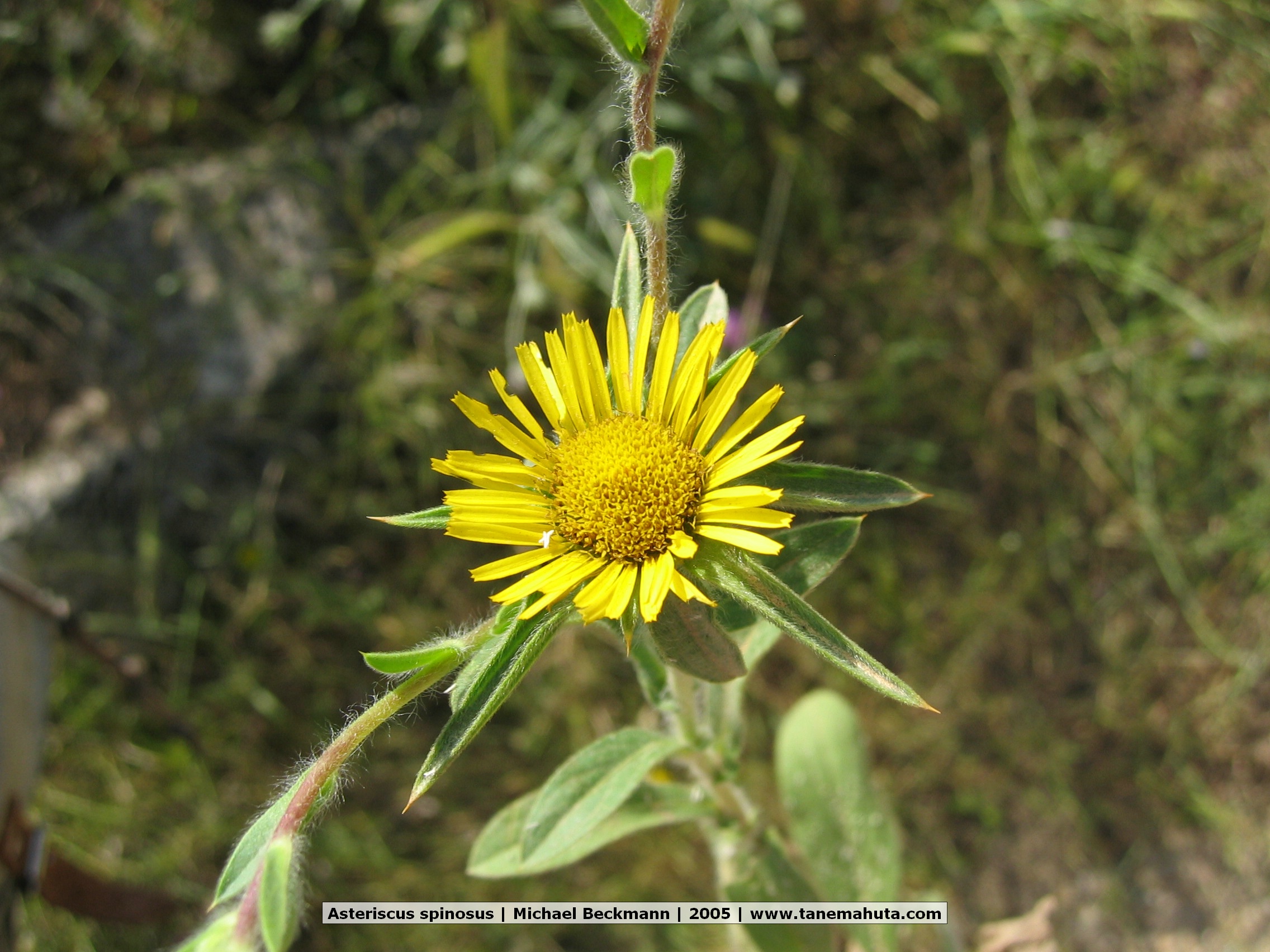 Asteriscus spinosus.JPG